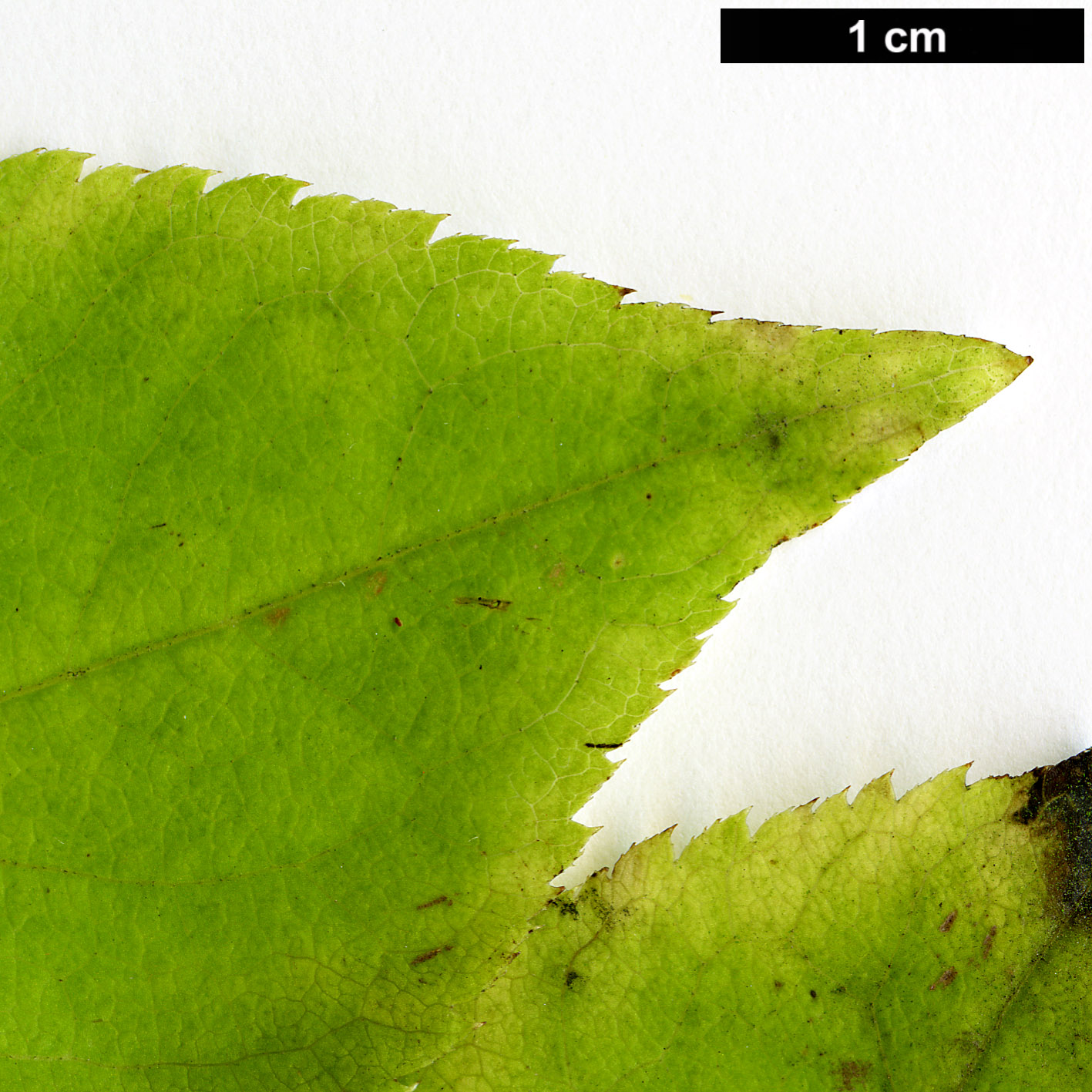 High resolution image: Family: Araliaceae - Genus: Eleutherococcus - Taxon: sessiliflorus High resolution image: Family: Araliaceae - Genus: Eleutherococcus - Taxon: sessiliflorus